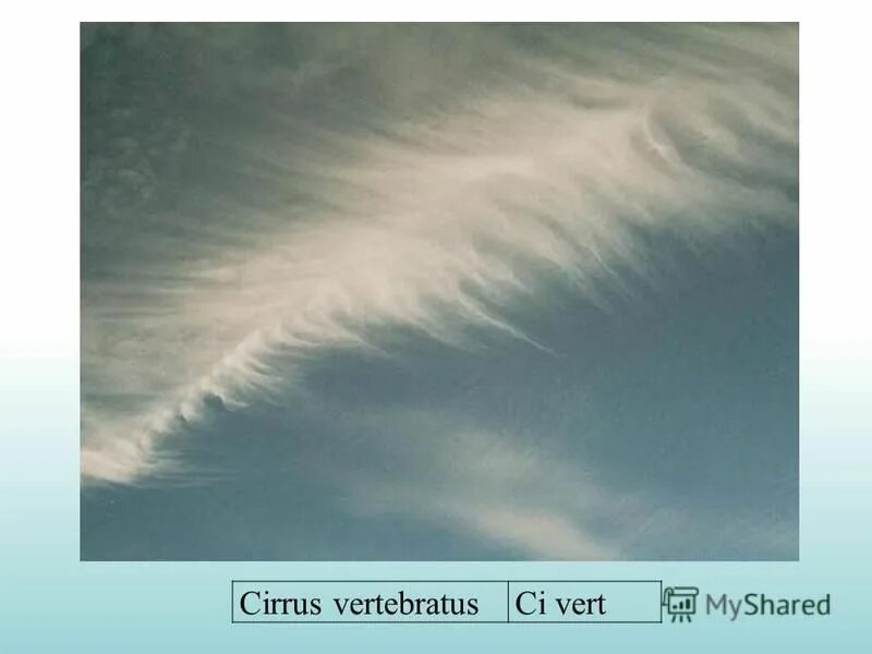 Перистые хребтовидные облака. Cirrus vertebratus.