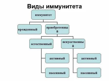 Схема иммунитета