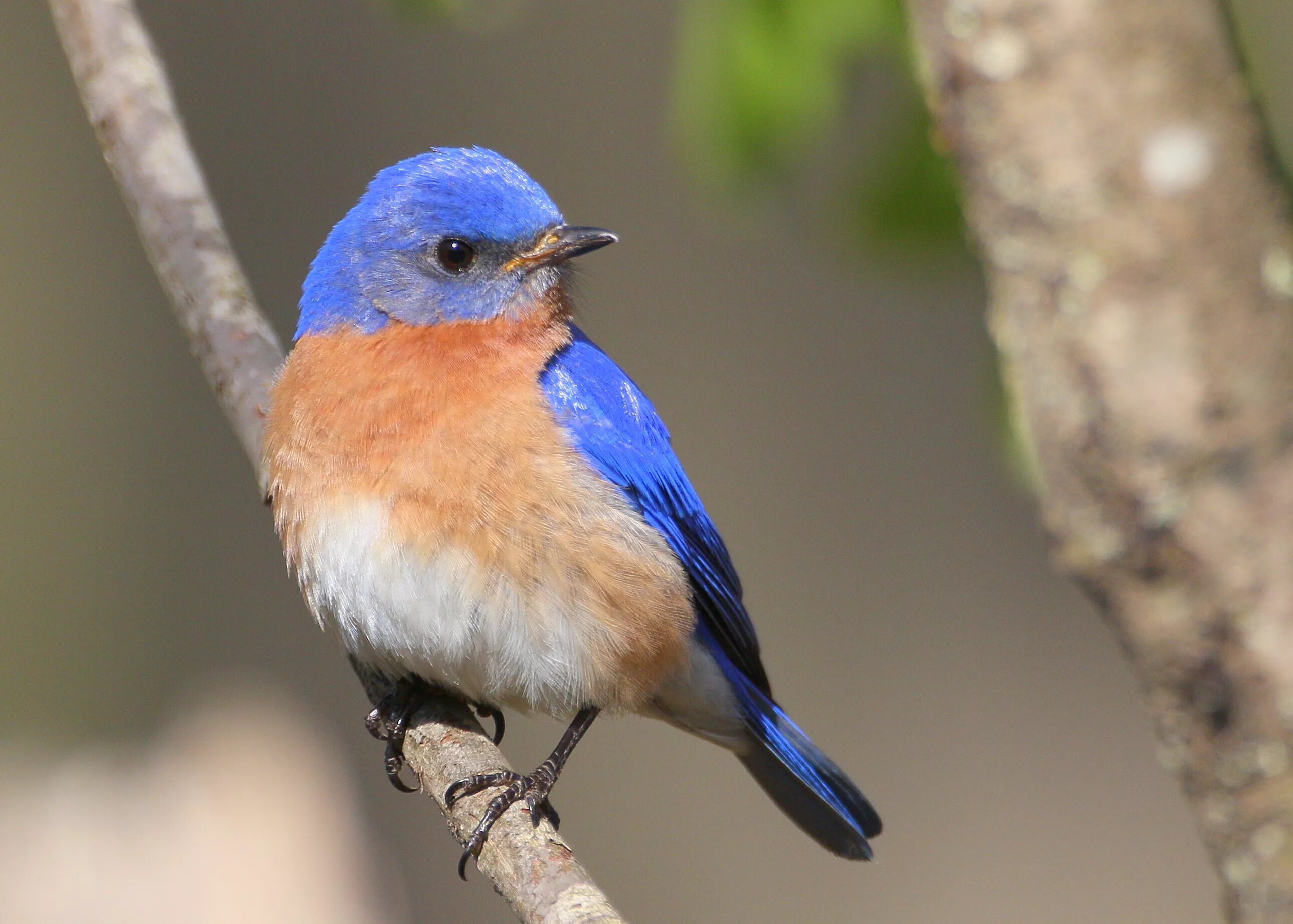 Bluebird 10