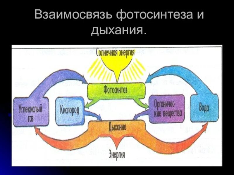 Дыхание как и фотосинтез ответы. Взаимозависимость процессов фотосинтеза и дыхания. Взаимосвязь фотосинтеза и дыхания схема. Взаимосвязь процессов дыхания и фотосинтеза. Взаимосвязь фотосинтеза и дыхания растений.