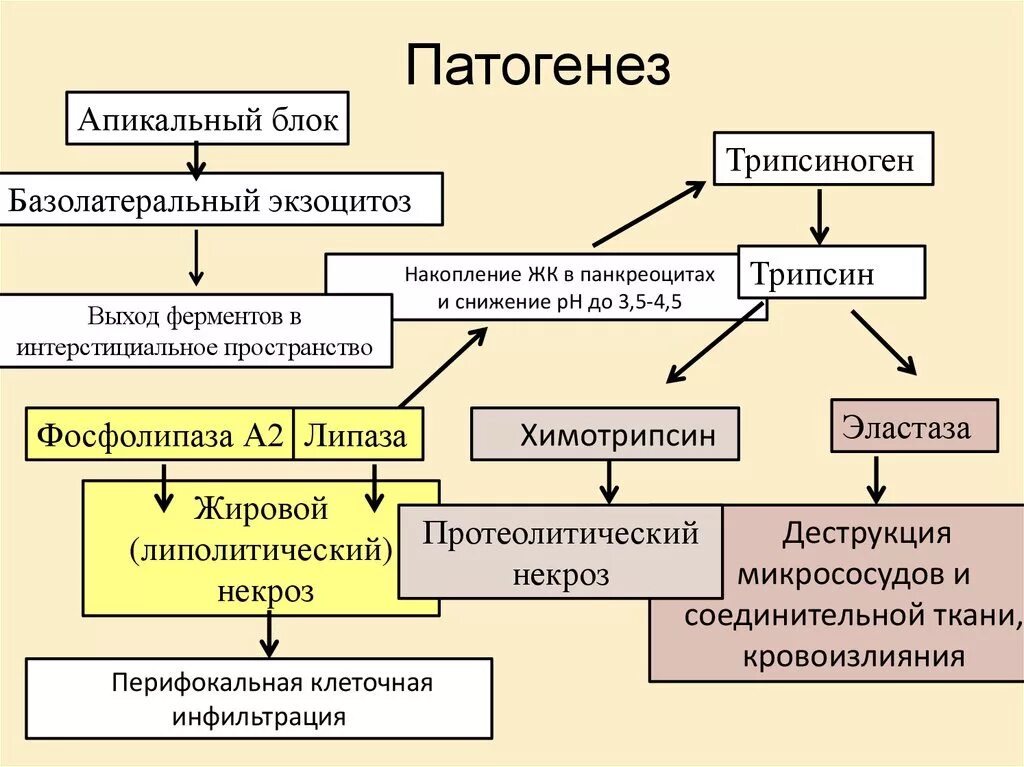 Патогенез и клиническая картина. Патогенез хронического тонзиллита схема. Патогенез хронического панкреатита. Патогенез острого панкреатита. Этиология и патогенез.