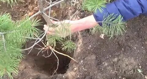 Глубокая посадка