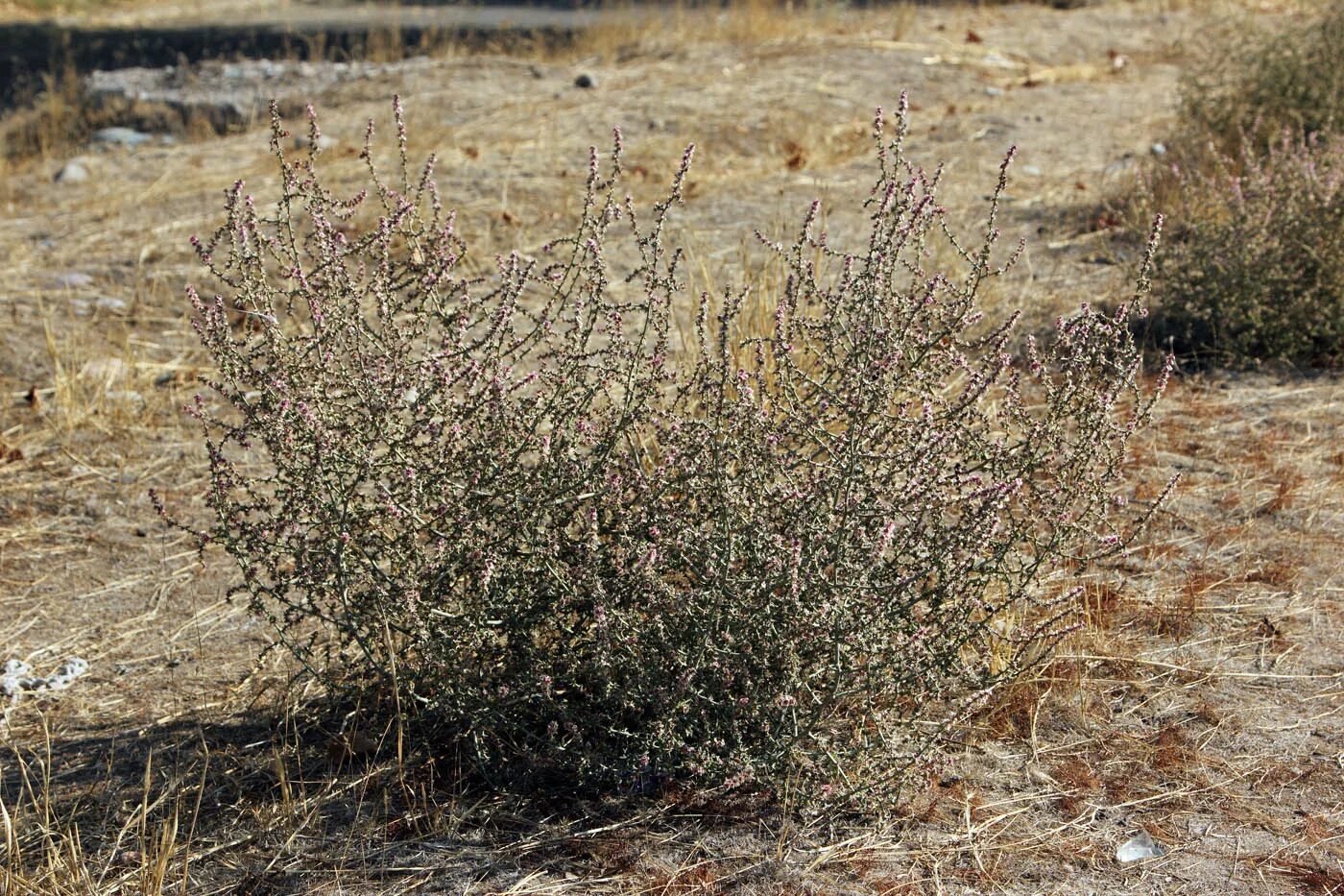 Солянка южная 5. Salsola ruthenica. Растение солянка холмовая. Солянка холмовая перекати поле. . Курай (солянка холмовая).