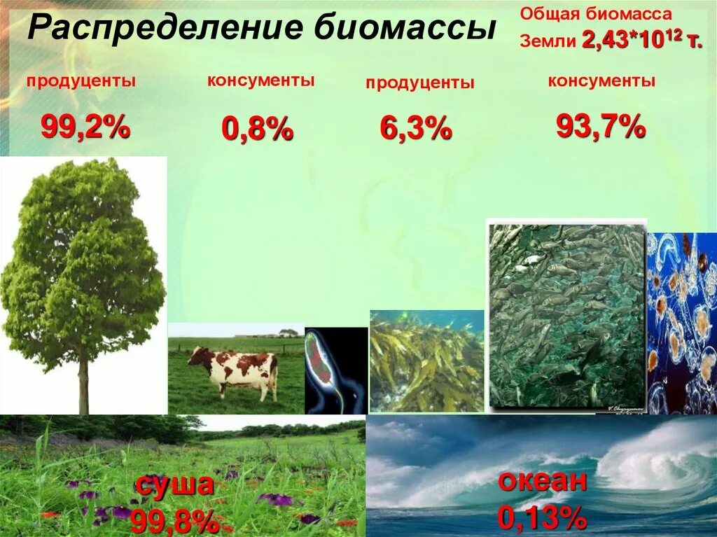 Соотношение количества органического вещества живых организмов