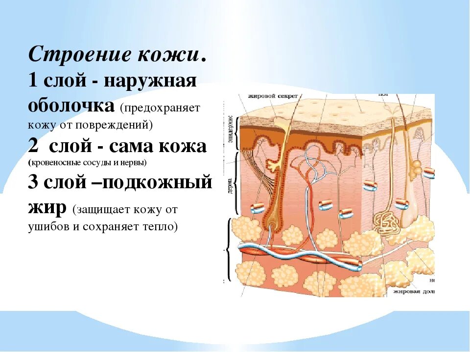 Значение кожи и ее строение тест. Кожа человека 3 класс окружающий мир. Характеристика строения кожи. Кожа человека строение и функции. Строение структуры кожи.