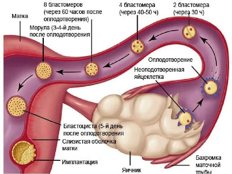 Имплантация время