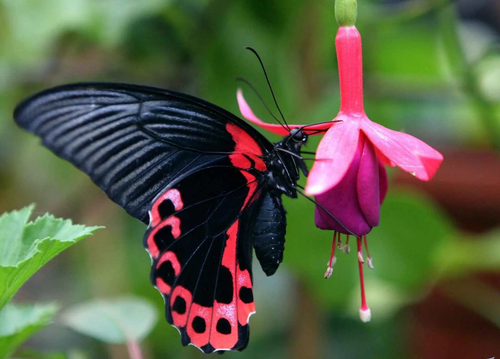 Класс насекомые бабочки. Papilio Rumanzovia бабочка. Парусник Румянцева (Papilio Rumanzovia). Парусник Румянцева бабочка. Тропическая бабочка парусник Румянцева.