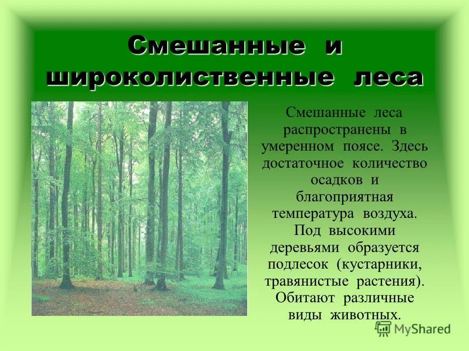 Растения природной зоны смешанные и широколиственные леса