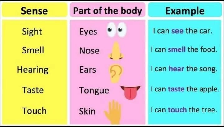 Can we touch. Body and 5 senses английском языке. Sense smell hear Touch taste стих. Sense smell hear Touch taste. Five senses in English.