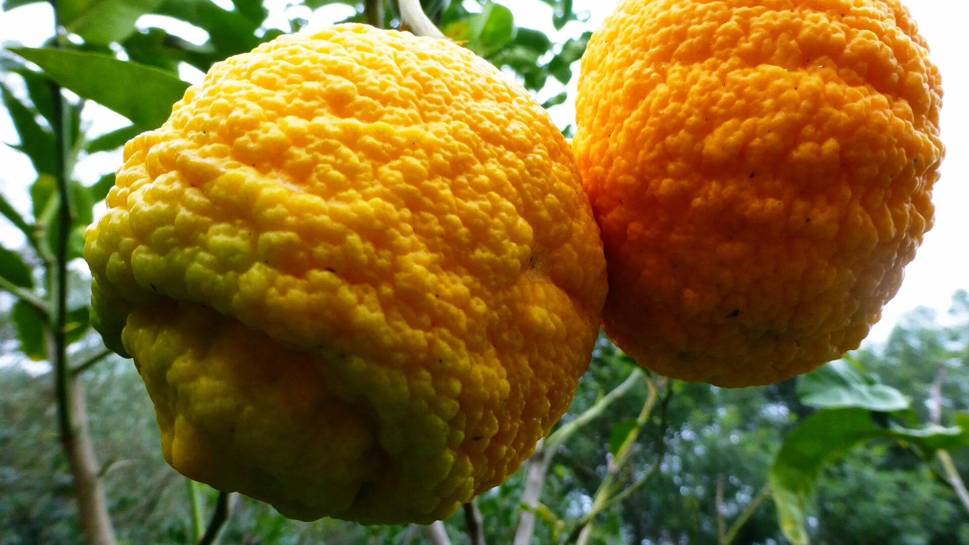 цитрон пальчатый дерево. цитрон пальчатый. картинки фрукта будда. картинки фрукта будда. будда в 2 блокс фрут.