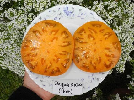 Томат улуру