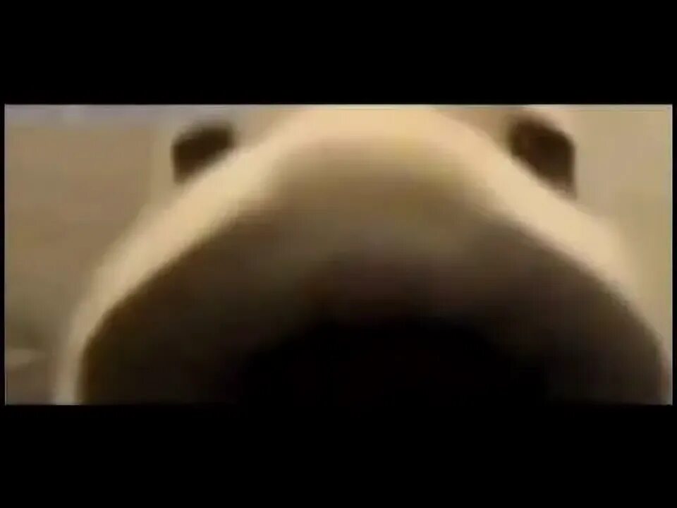 Собака нюхает камеру мем