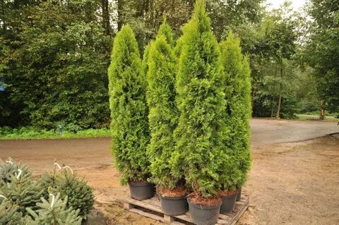 Thuja occidentalis smaragd