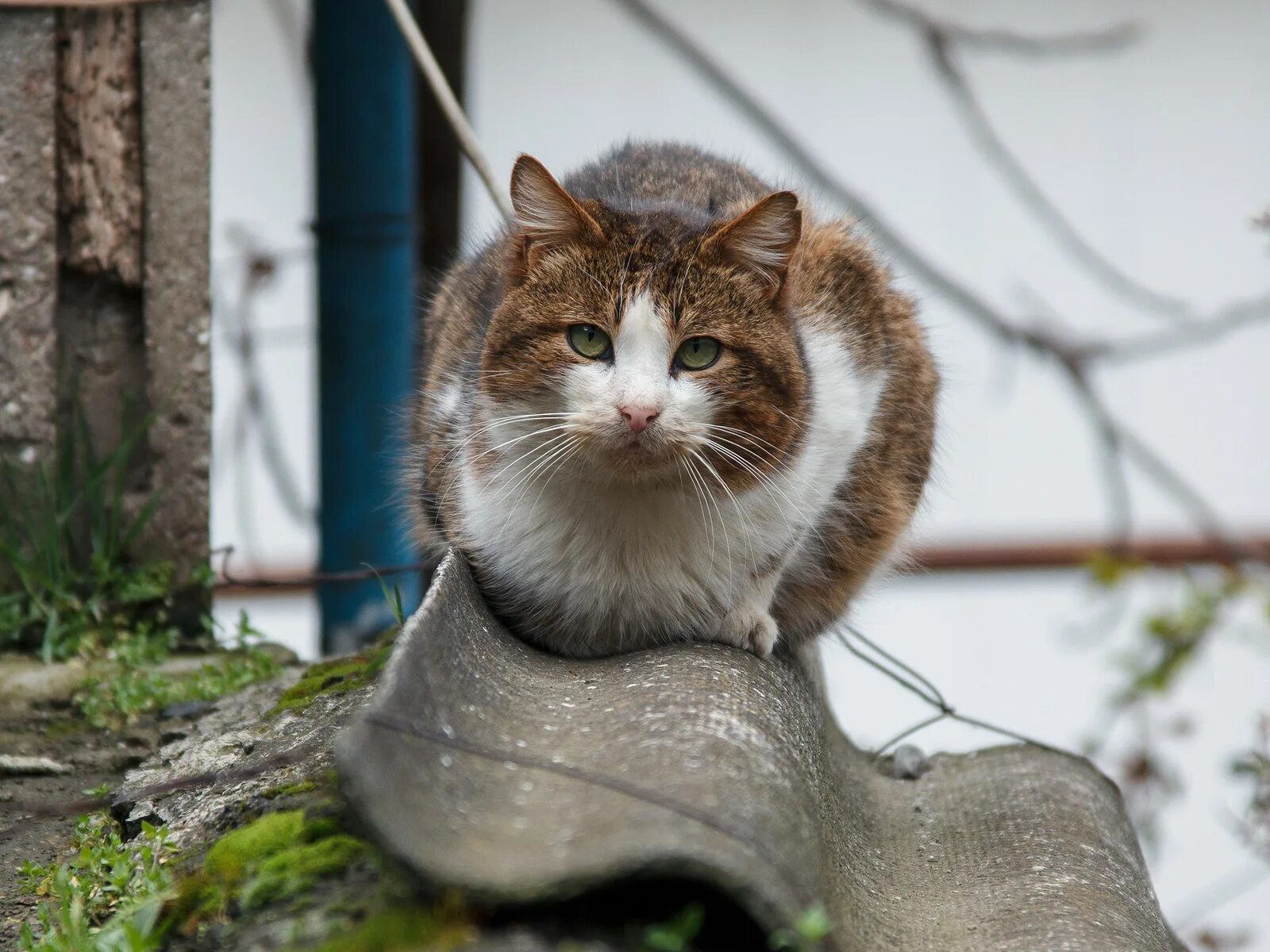 Дворовый это. Уличный кот. дворовый кот. уличные котики. красивые уличные кошки.