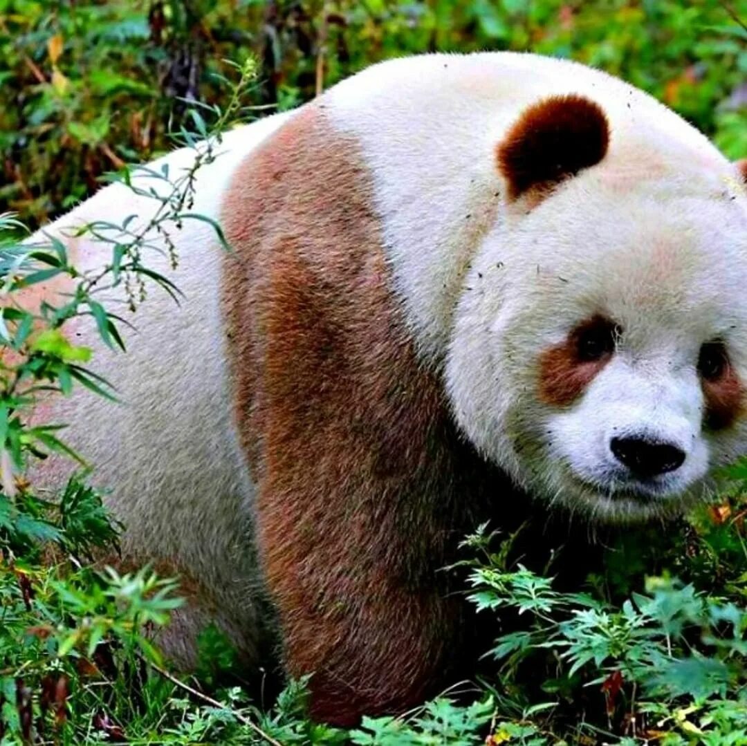 Виды панд. Большая панда (ailuropoda melanoleuca).. ареал бамбуковый медведь. тибетская панда. ailuropoda melanoleuca qinlingensis.