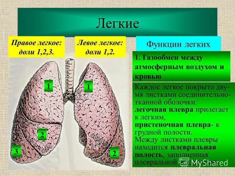 Какую функцию легкие выполняют в организме. Легкое строение и функции. Легочные доли функции. Функции легких человека. Строение и функции легких человека.