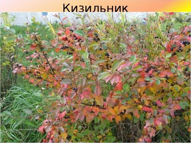 Кустарники саратовской области - 71 фото