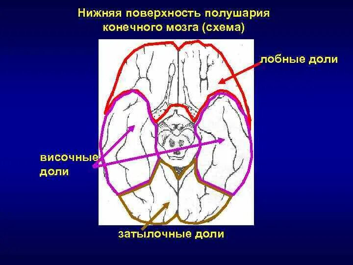 Нижняя поверхность мозга. Нижняя поверхность полушария. Нижняя поверхность полушарий большого мозга. Нижняя поверхность полушария конечного мозга. Дорзальная поверхность полушарий.