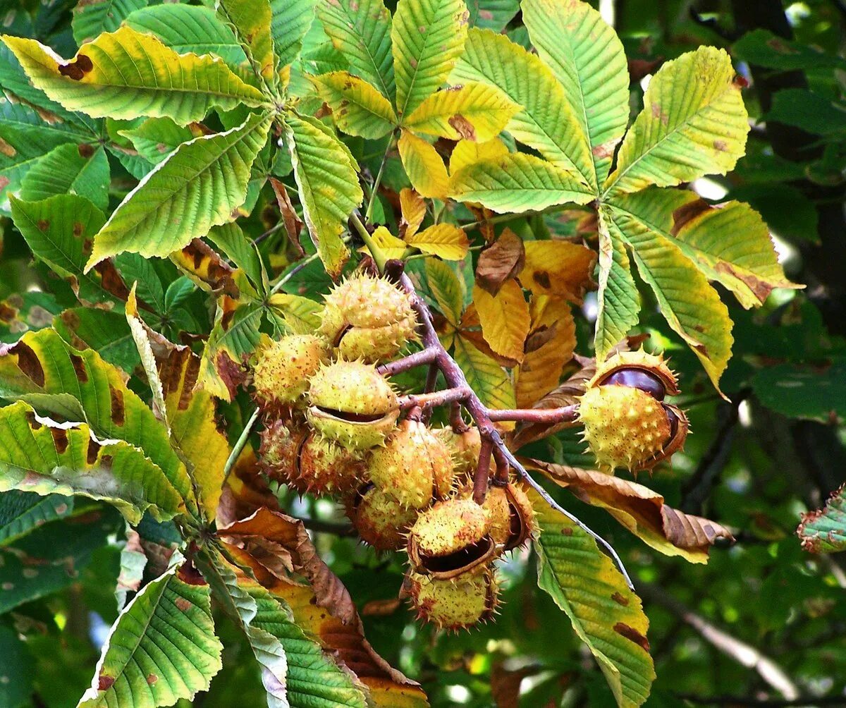 Каштан хвойное. Castanea pumila. Конский каштан съедобный. Каштан конский орех. Дикий конский каштан.