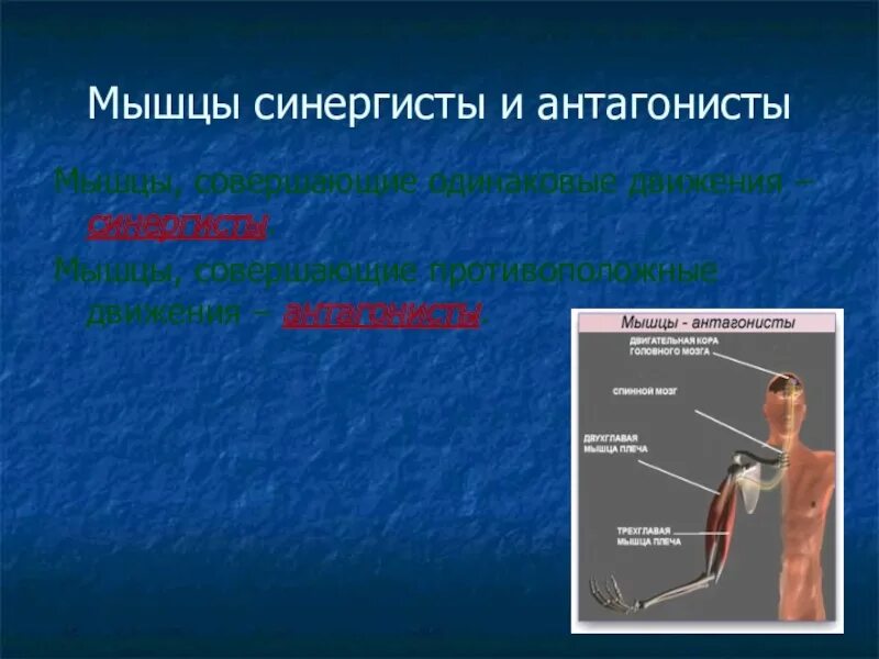 Определить наличие мышц. Мышцы антагонисты и синергисты. мышцы агонисты антагонисты синергисты. мышцы синергисты. работа мышц синергистов и антагонистов.