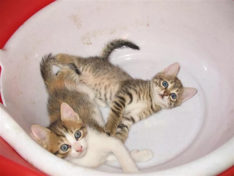 Котятам месяц можно купать. Котенок купается. Котенок в тазике. Кошка моется. Маленькие котята купаются.