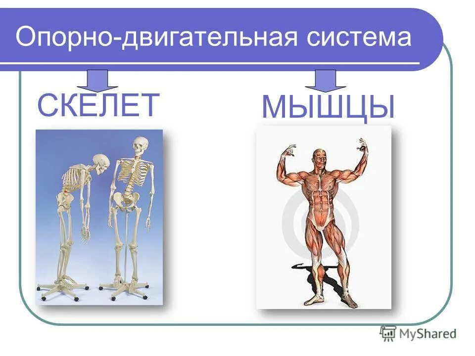 Опорно двигательная система человека 4 класс