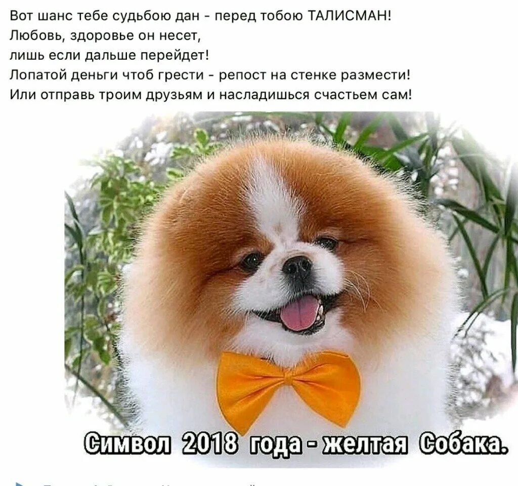 Вот он шанс. Вот он шанс. Вот он шанс. Последний шанс мем. Талисман собачки.
