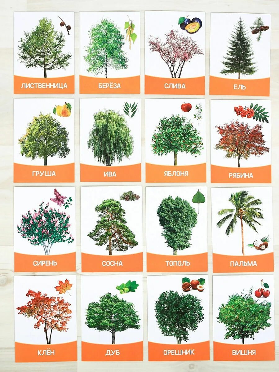 Какие есть лиственные деревья. Фотографии деревьев с названиями. Кустарники названия. Деревья названия. Карточки деревья и кустарники для детей.