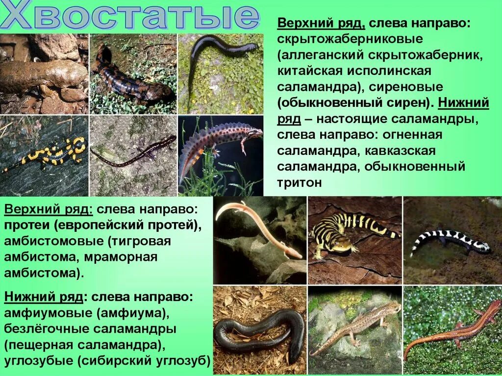 Сообщение о саламандре
