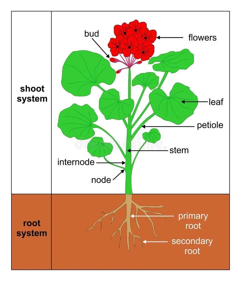 Строение комнатных растений для детей. Строение цветов для дошкольников. Части растения в горшке. Строение комнатного растения. Строение побега герани схема.