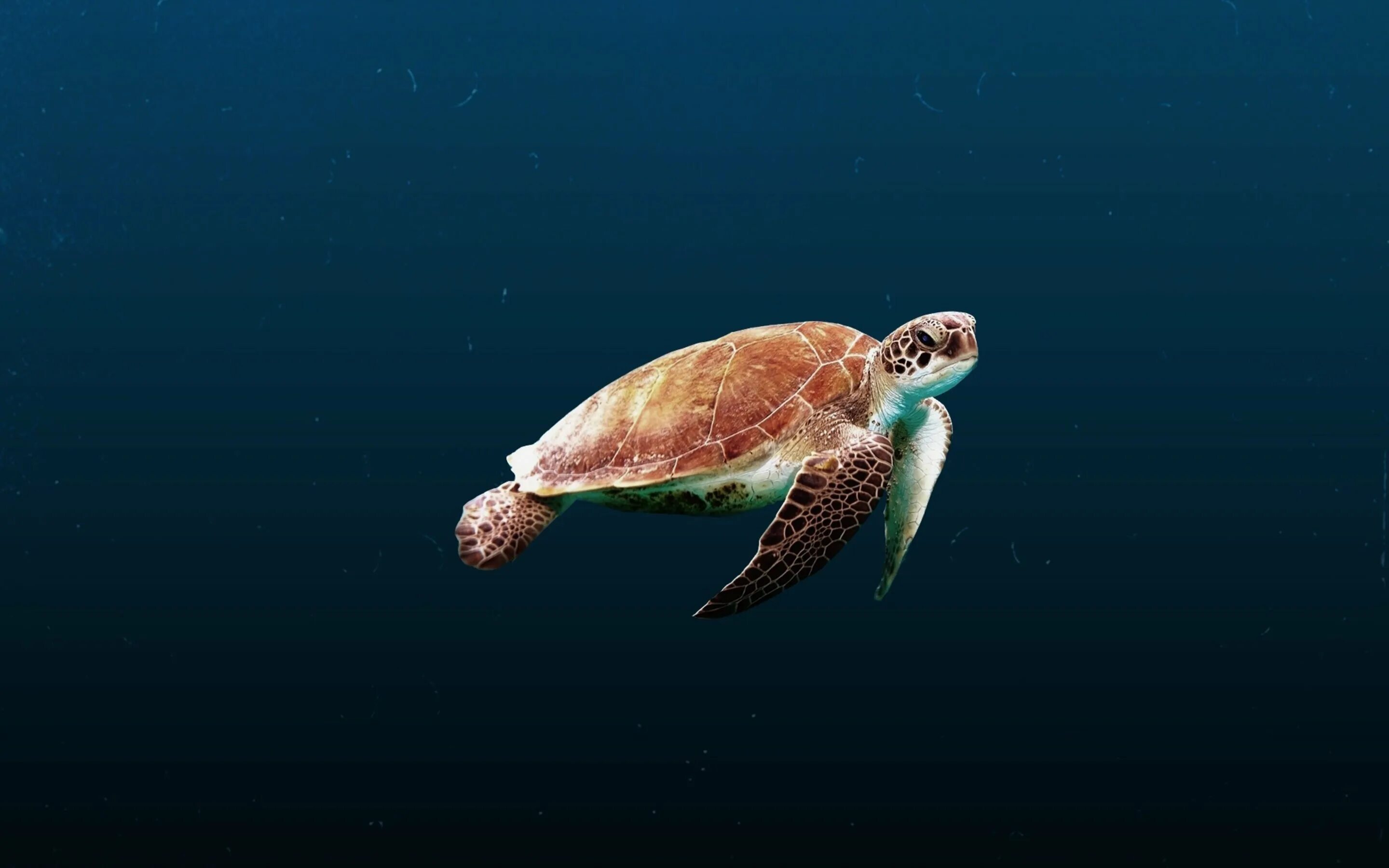 Морская черепаха Ридли Кемпа. Морская черепашка. Морская черепаха в океане. Морская черепаха с рыбами.