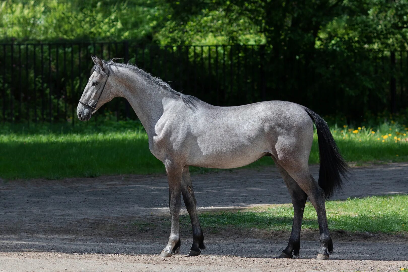 гнедая лошадь с красной аммунийие. жеребец 1. жеребец 1. жеребец 1. кобыла полутяж.