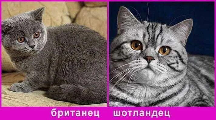 Шотландская вислоухая кошка. Британец и шотландец отличия кот. Отличия фолд страйт и британец. Отличие шотландца от британца кота. Британский вислоухий скоттиш страйт.