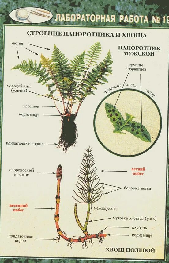 Характеристика хвоща 6 класс