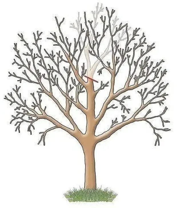 Омолаживающие обрезки деревьев. Обрезка и омолаживание яблонь. омолаживающая обрезка плодовых деревьев. омолаживающая обрезка яблони. подрезка яблони омолаживающую.