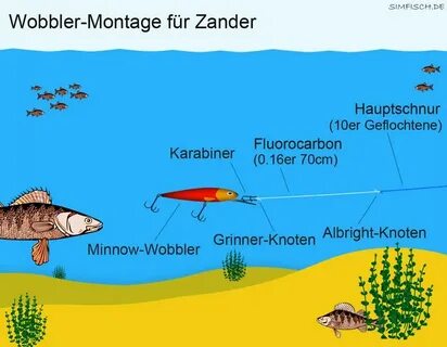Zander перевод