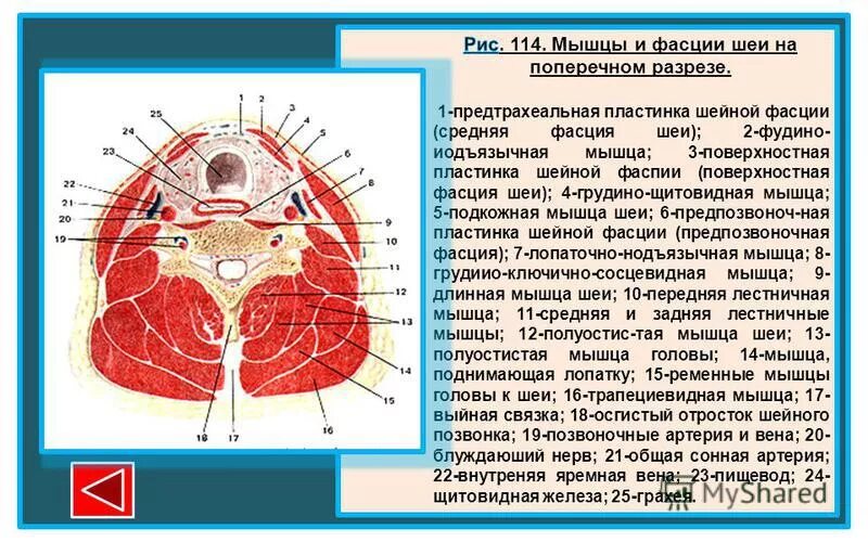 поперек шеи. оперативные доступы к органам шеи. фасции и клетчаточные пространства шеи по шевкуненко. фасции шеи на поперечном разрезе. фасции шеи горизонтальный срез.