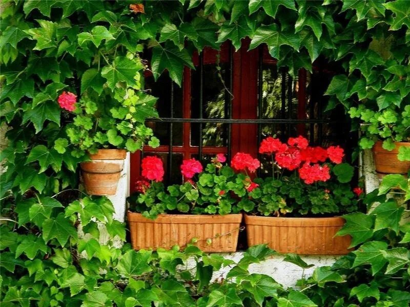 Какие комнатные цветы можно выносить на улицу. Пеларгония в саду. Герань комнатная. Герань в дизайне сада. Пеларгония в дизайне сада.