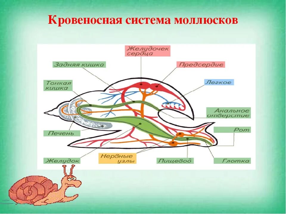 Кровиносная система брбхоного млюска. Строение кровеносной системы брюхоногих моллюсков. Тип моллюски строение кровеносной системы. Брюхоногой молюсу крвеносня система. Сердце брюхоногих