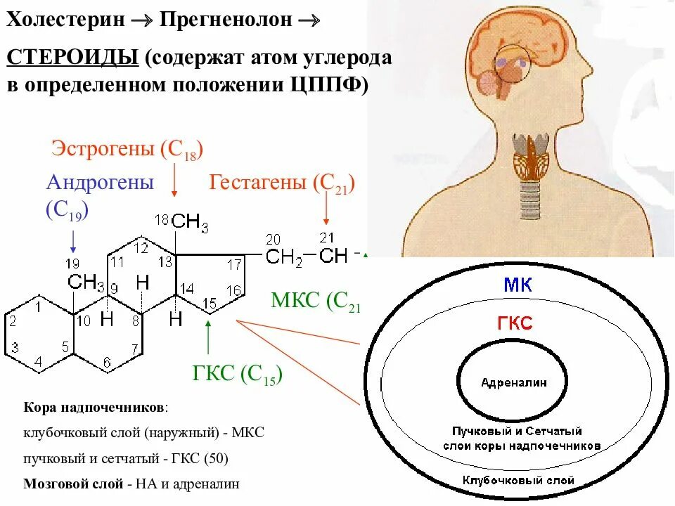 Стероиды строение. Стероидные анаболики препараты. Половые стероидные гормоны. Стероиды химическая природа. Гормоны стероидной природы биохимия.