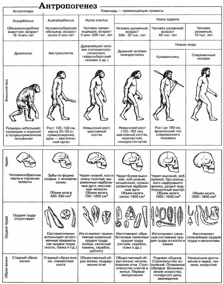 Биология основные стадии антропогенеза. Эволюция человека Антропогенез таблица. Эволюционное происхождение человека таблица. Этапы эволюции человека таблица.