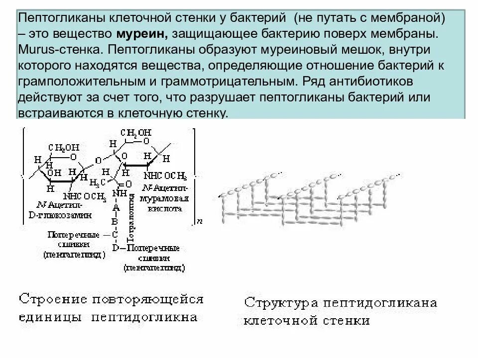 Содержит муреин участие в перемещении кольцевая