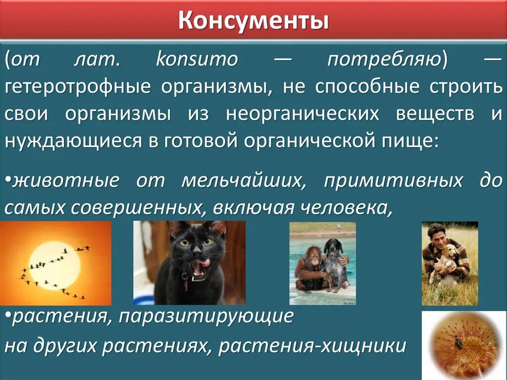 Что такое консументы в биологии 5 класс. Консументы. Организмы консументы. Консументы порядки. Консументы второго порядка примеры.