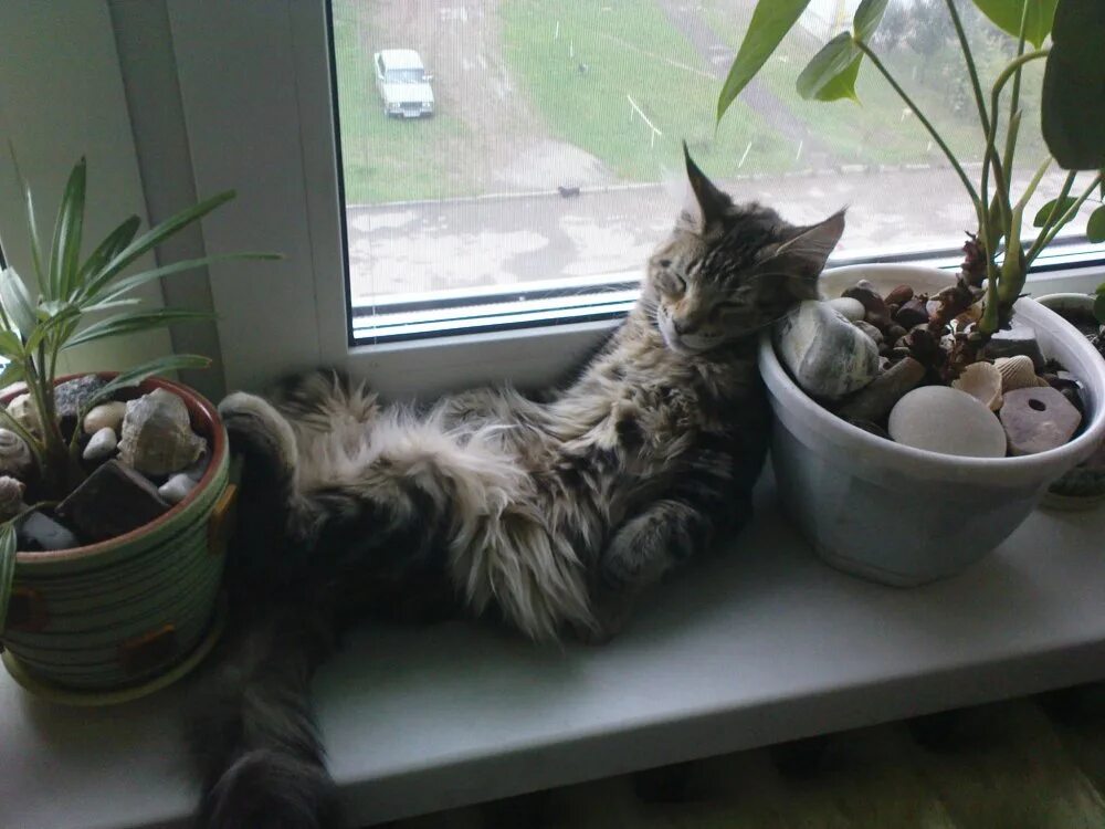 Как защитить подоконник от кошки. Кошка в цветочном горшке. кошка на подоконнике. ограждения для домашних цветов от кошек. защита комнатных цветов от кошек.