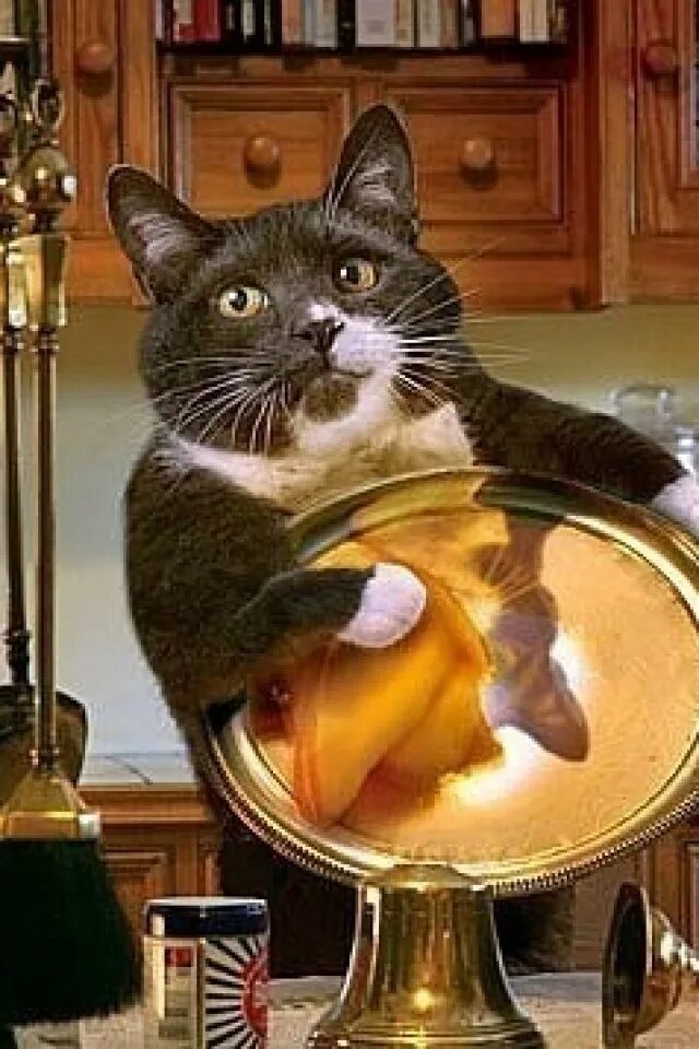 котенок моет посуду. котик моет посуду. кот моющий посуду. котик моет посуду. кот моет посуду.