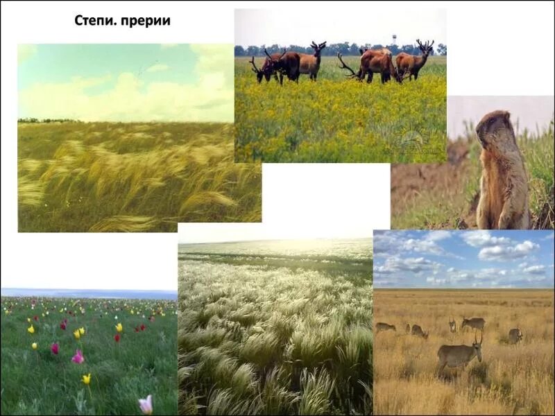 Разнообразие степи. Растительность прерии северная америка. степи и прерии. степи и прерии растения. степи и прерии животные.