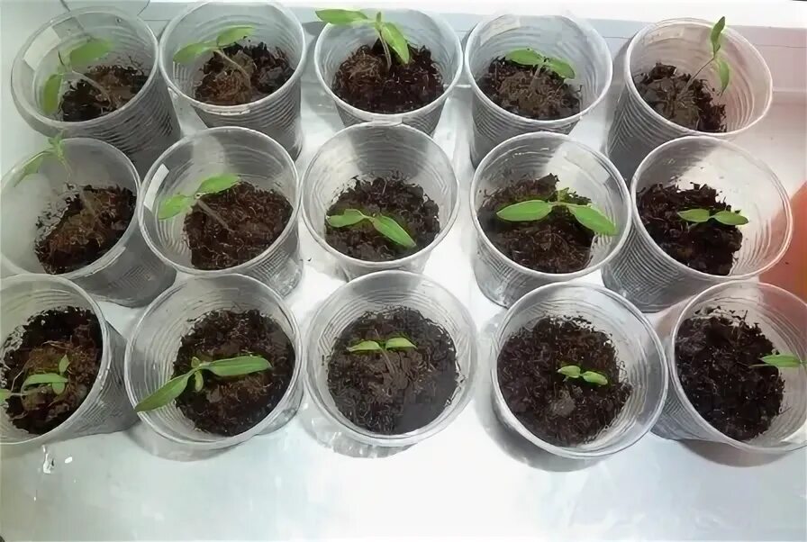 Микадо розовый томат листья рассада. Розовый слон томат рассада. Рассада помидор гигант. Рассада гиганты. Гигант рассада.