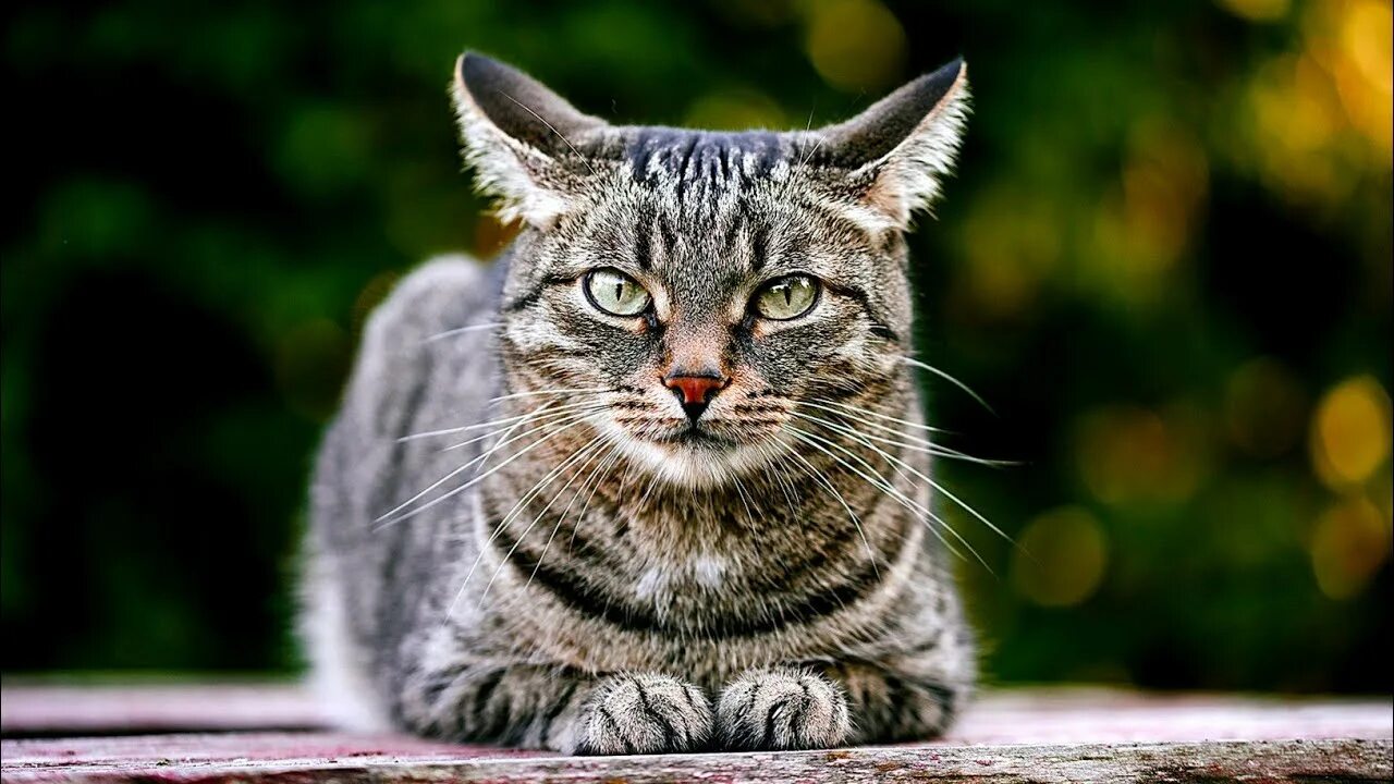 Un gato. Un gato