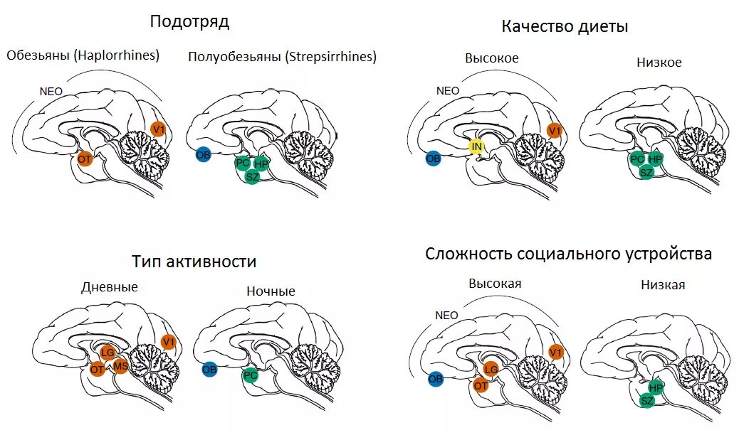 Относительные размеры мозга. Строение головного мозга приматов. Отделы мозга у обезьян. Отделы головного мозга шимпанзе. Строение мозга человекообразной обезьяны.