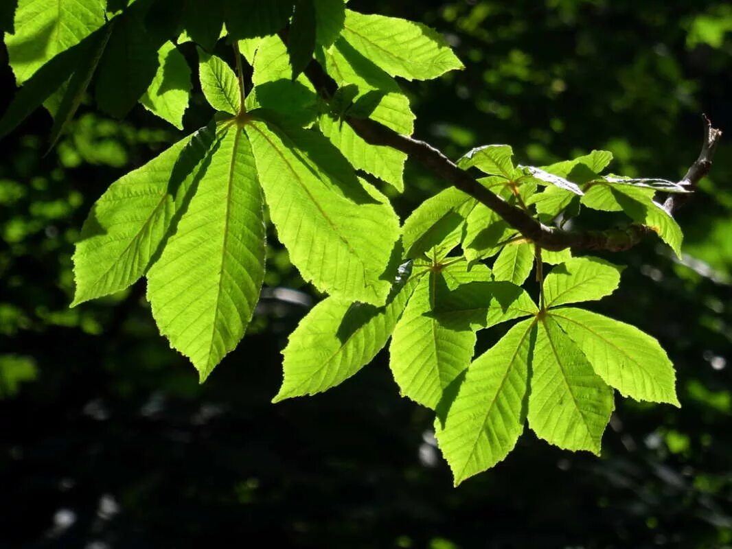 Free Images : nature, forest, branch, sunlight, leaf, flower, green, produce, bo